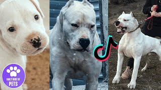 Dogo Argentino are Badass and Cute | Tiktok Compilation