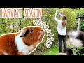 Fall Harvest for the Guinea Pigs | Wild Wheeking