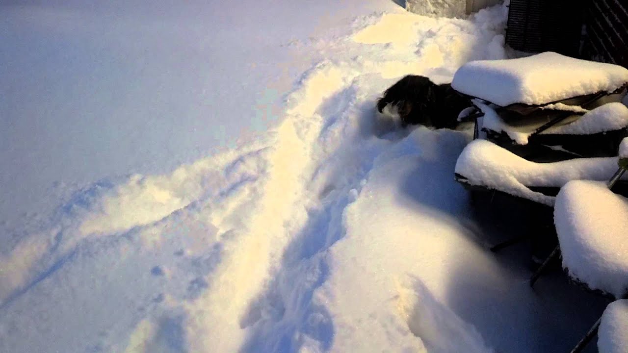 English Cream miniature dachshunds in the snow*** - YouTube