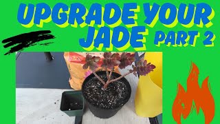 5 Easy Steps To Upgrade Your Jade Plant Part 2