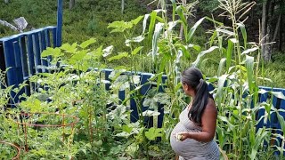 When to plant your seedlings in the garden and what is a micro climate ?