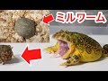 カエルに大量のミルワームが食べる練り餌をあげてみた結果…かわいすぎた！