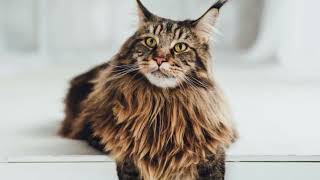 Top 10 cats you need to adopt!