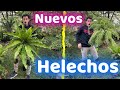 COMPRE 5 NUEVOS HELECHOS Y UNO DE ELLOS PARECE PIEL DE COCODRILO || HUERTO CITADINO