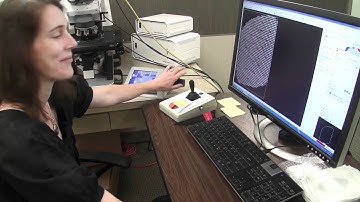 MBF Labs silent version