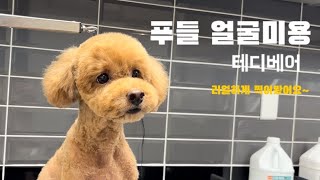 푸들 테디베어컷 자르는방법 한번 리얼하게 찍어봤어요~ 궁금하쥬? poodle petgrooming by 다죵쌤 2,541 views 5 months ago 7 minutes, 19 seconds