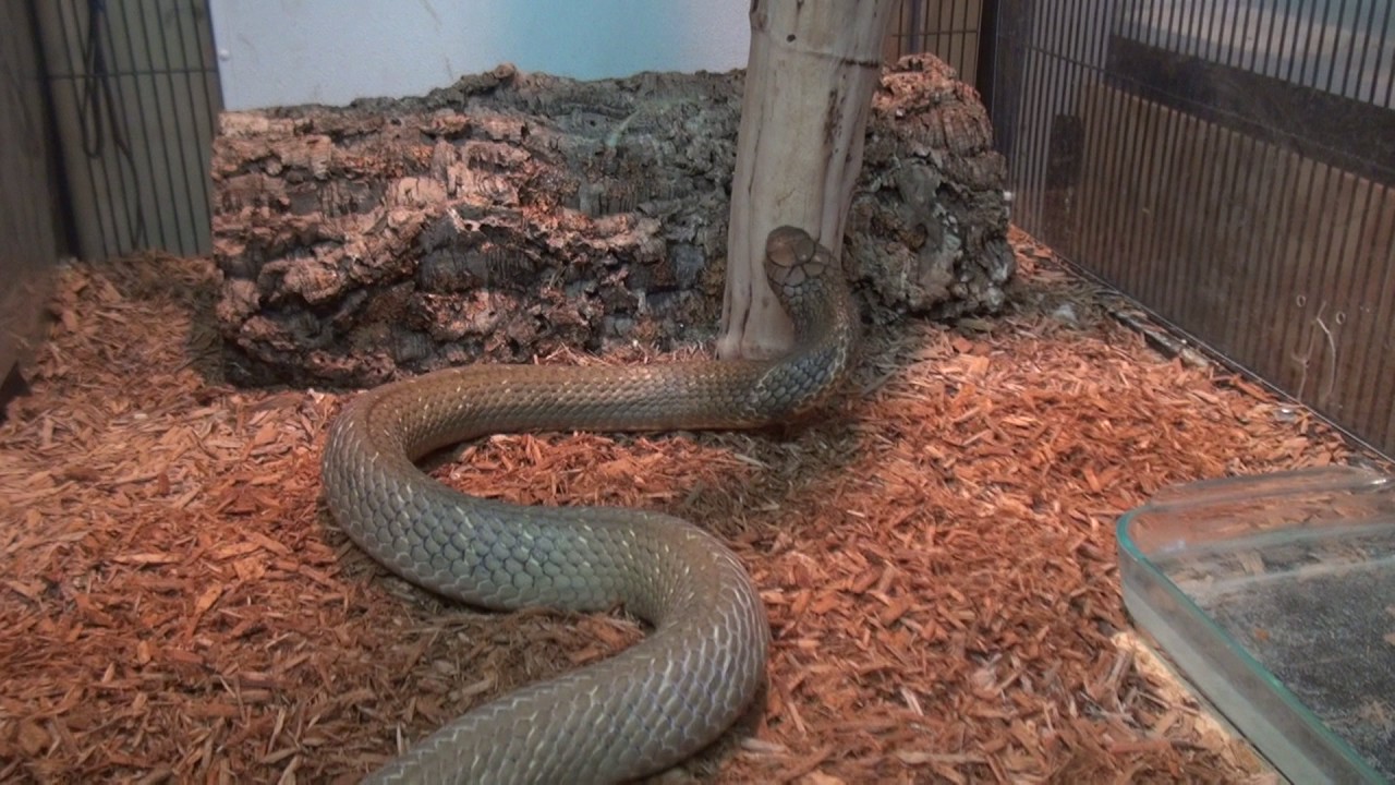 Опасная игра в покер