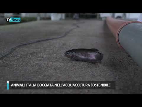 Video Acquacoltura Sostenibile: Italia bocciata sul benessere di pesci e molluschi