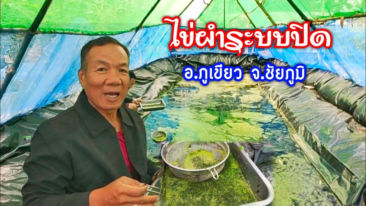 ไข่ผำ !! พืชน้ำพื้นบ้านให้โปรตีนสูง ขยายพันธุ์เร็ว ปล่อยลงน้ำไม่เกินเดือนเก็บได้เลย