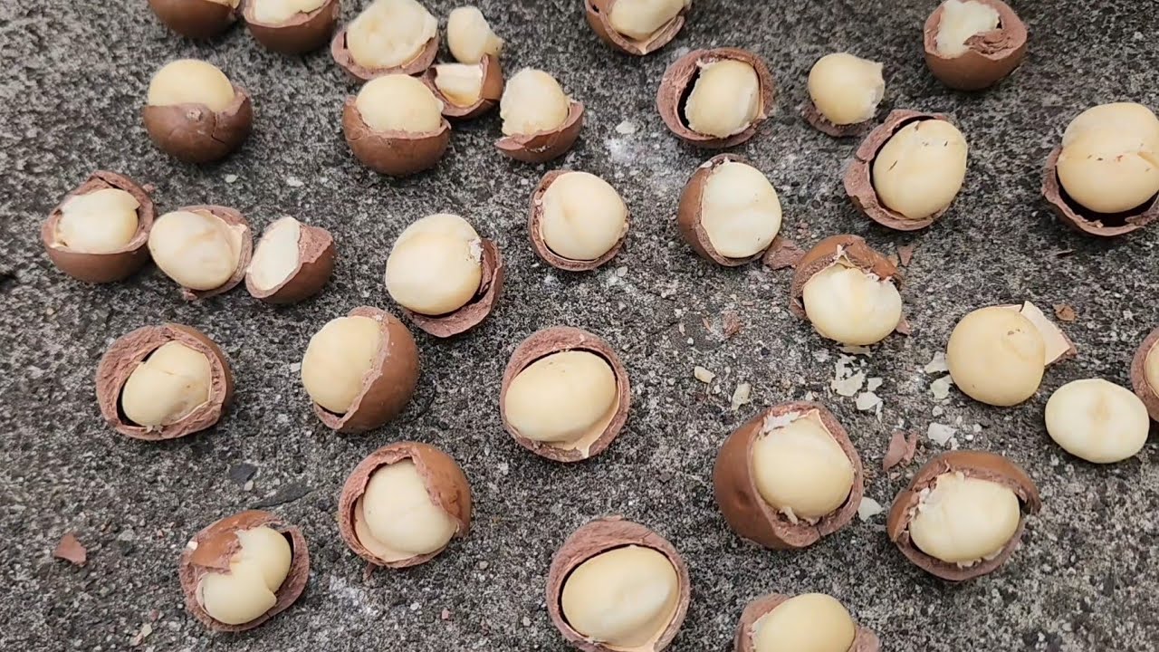 Орехи макадамия против снежной Виктории: выдержат ли они холод?