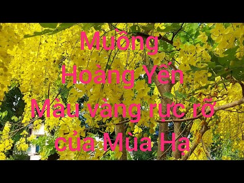 Video: Ngày gieo trồng cây muồng hoàng yến theo âm lịch năm 2020