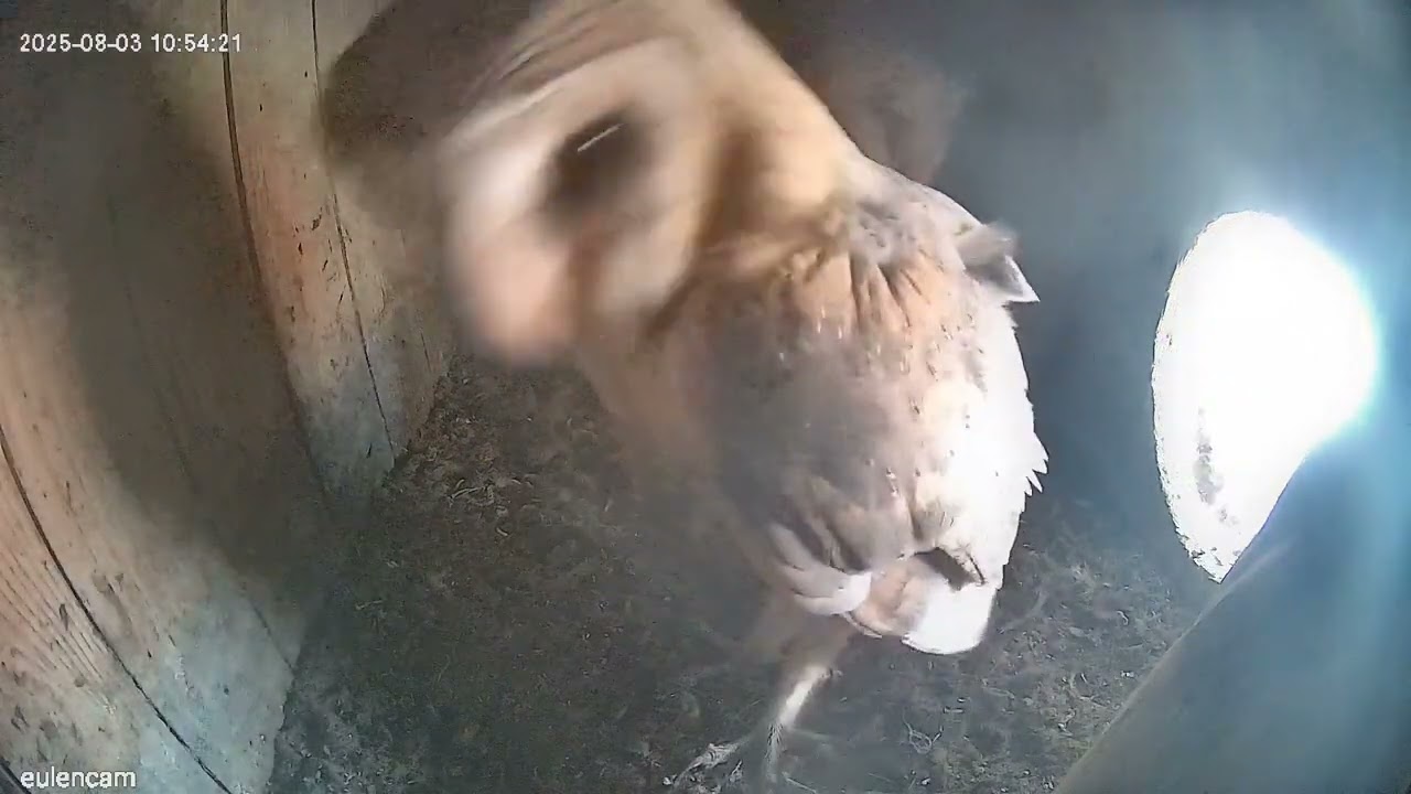 2025-08-03 Schleiereulen - Die Küken werden aktiver  (Großfahner/Thüringen)