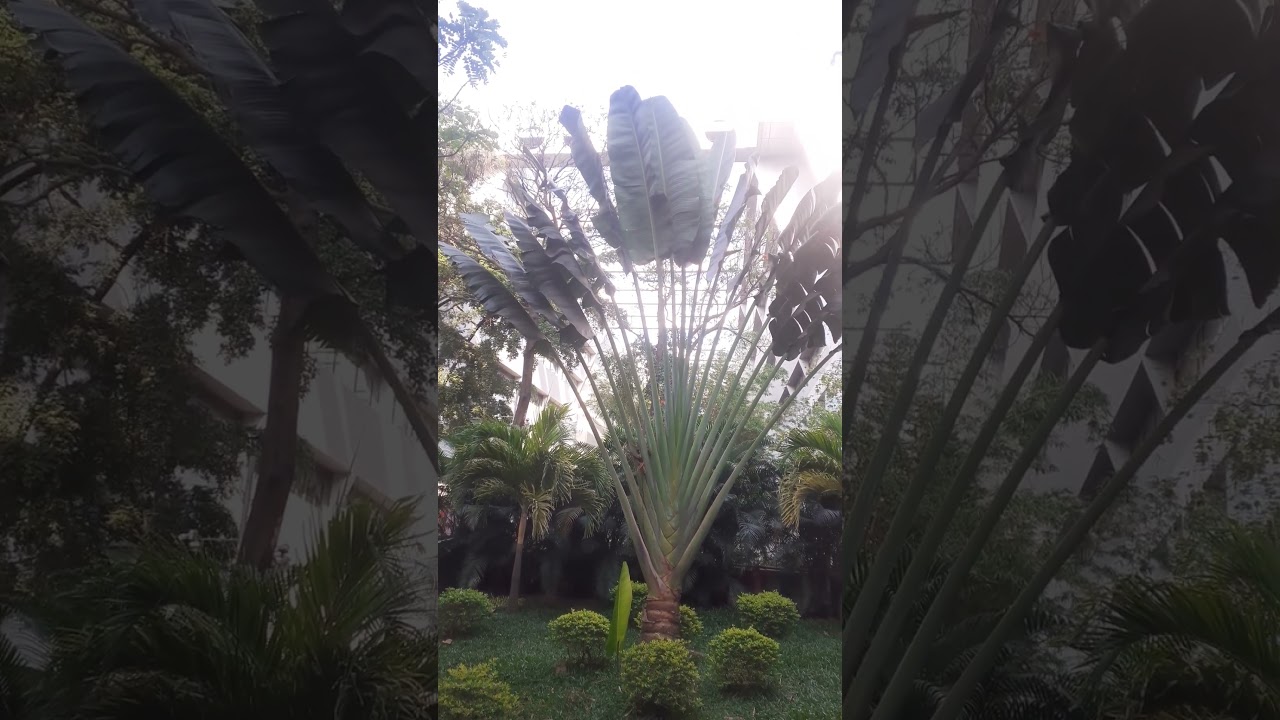 Lovely Views of Small green plant 