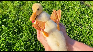 Cutest Duckling calms down when i stroke his belly