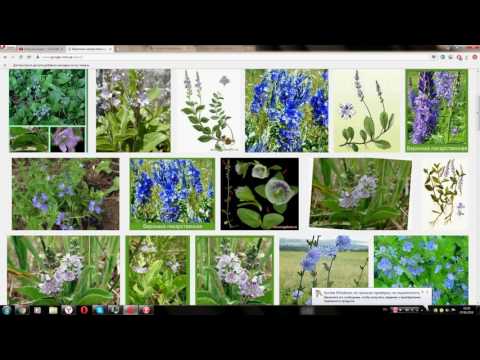 Video: Veronica Officinalis - Gydomosios Savybės, Nauda, kontraindikacijos