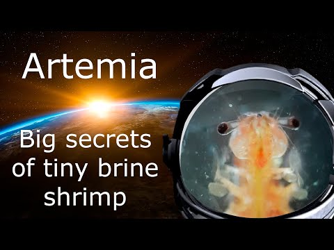 What Is Artemia? All About Brine Shrimp: Interesting Facts, Anatomy, Habitat and Reproduction