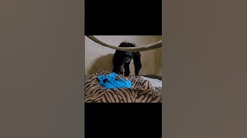 She Thought Her Baby Died… Until This Moment 🥺💔 | Heartwarming Chimp Reunion