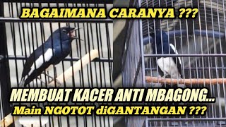 ini DIA CARANYA !!! MEMBUAT KACER ANTI MBAGONG MAIN NGOTOT BUKA EKOR SAAT DIGANTANGKAN