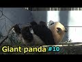 Giant panda⑩ シャンシャン ぱっちりおめめが可愛い お外で冒険【上野動物園】