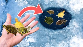 Baby Turtles Rescued From Freezing Weather ! Will They Survive ?!