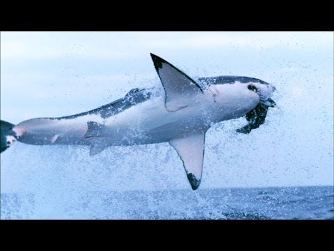 Thumb of Shark video