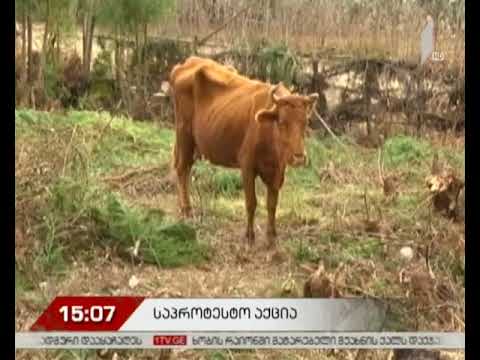 საპროტესტო აქცია ზუგდიდის მუნიციპალიტეტის სოფელ რიყეში