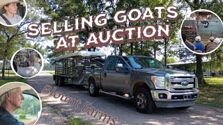 Selling my goats at Amite Livestock Sales!! 🐐 (6 young billies) Feat. Pawpaw Delton