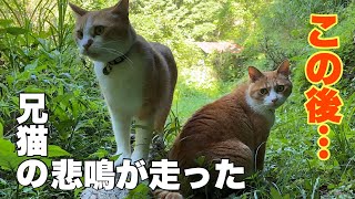 His Sister Was Gone… Then the Brother Cat Let Out a Desperate Cry
