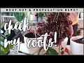 What Happens When Lecca Doesn&#39;t Work | Repotting &amp; Propagation Check-in | Plant Chores (part 1)