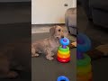 Kitten, Dogs, Possum, Oh My! TikTok's Wildest Ride Ever! #shorts