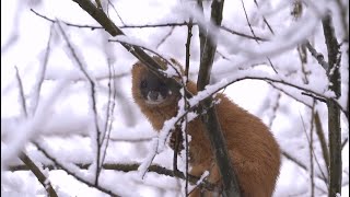 The weasel fled up the tree by haha ha 126,370 views 2 months ago 5 minutes, 18 seconds