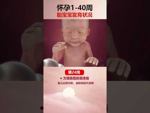 👶胎宝宝1-40周成长记，孕妈必看👀