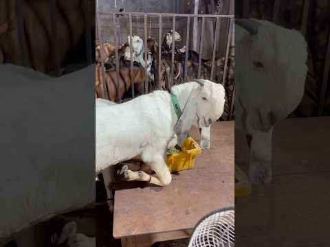 Autam Goat Farm 2026 দেখে নিন অসাধারণ খাসি কালেকশন!
