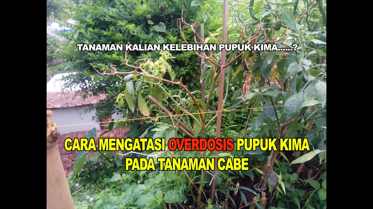 CARA MENGATASI TANAMAN CABE YANG KELEBIHAN PUPUK KIMIA (OVERDOSIS