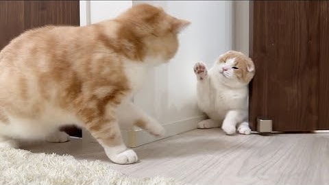 ついに初めて兄と子猫が対面したらまさかの展開になってしまいました…