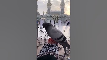 (وَالذِينَ يَقُولُونَ رَبَّنَا هَبْ لَنَا..)سورة الفرقان للقارئ عبدالعزيز سحيم Abdelaziz sahim