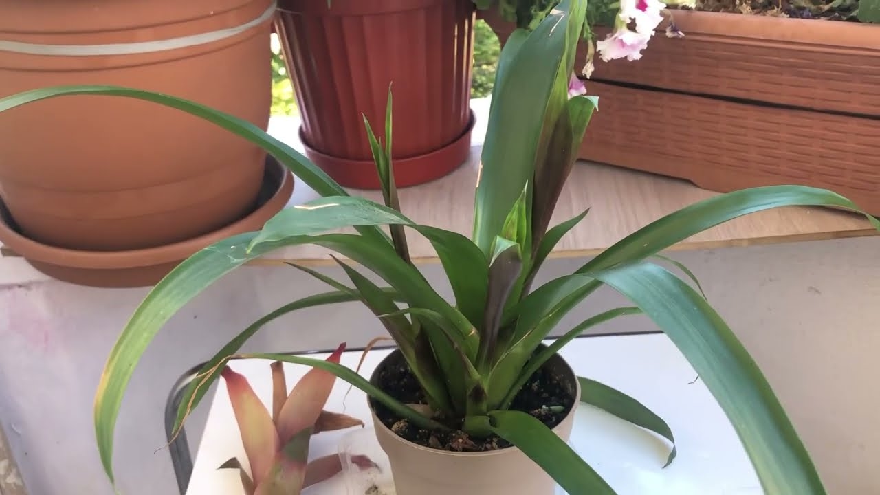 Guzmanya çiçeği bakımı