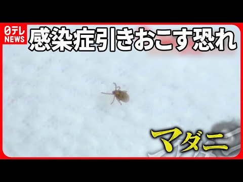 【気になる！】死に至るケースも  身近に潜む…怖い「マダニ」  かまれないための対策は？