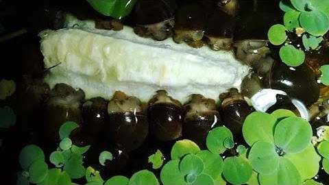 CÁCH NUÔI ỐC BƯƠU SAO CHO ĐẠT HIỆU QUẢ NHẤT - TRẠI ỐC VĂN HẢI