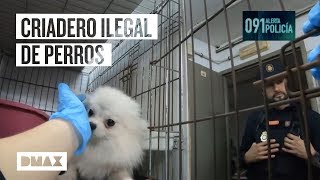 barro no usado Realizable Esta operación policial desmantela una organización de cría ilegal de perros  | 091: Alerta policia - YouTube