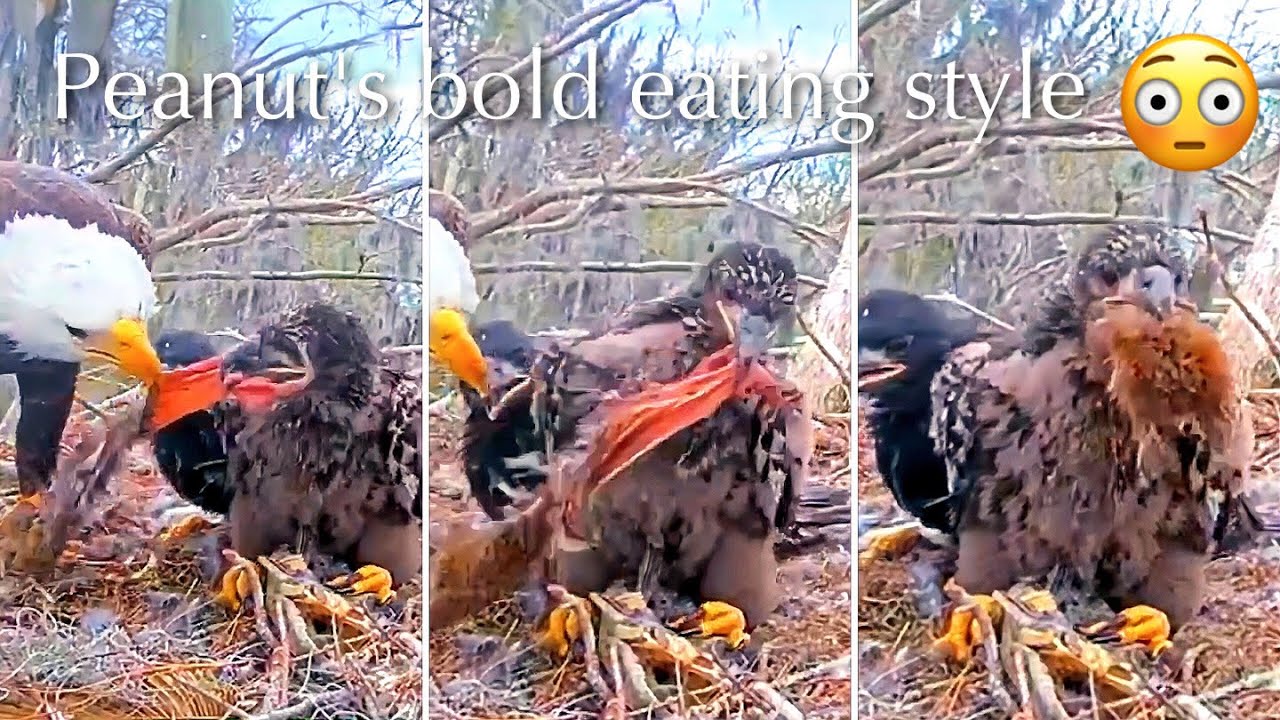 #347🦅Brutus🐥50° & Peanut🐥45°／Winter Park Eagle Nest 2026／Against All Odds:One-Eyed Mom／Wink💗Atlas