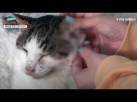 [펫닥터] 귓속 염증으로 고통받는 고양이, 밤톨이 / YTN 사이언스