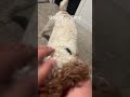 Toby the good boy #fypシ #doggie #doggo #viral #morning #video