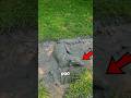 This Dog TURNED A Mud Puddle Into A Spa #usa