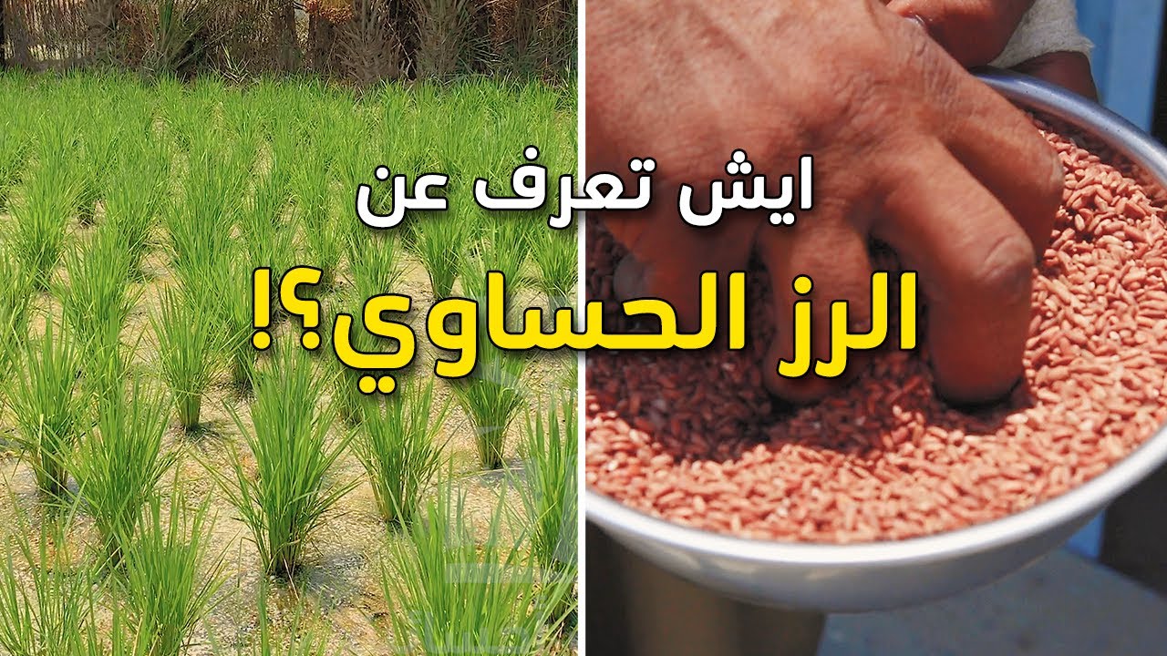 ايش تعرف عن الرز الحساوي؟؟