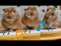 おもしろダンス🐰☕ Funny Bunny Dance
