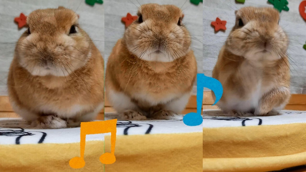 おもしろダンス🐰☕ Funny Bunny Dance