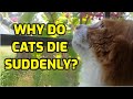 Why Do Cats Die Suddenly?