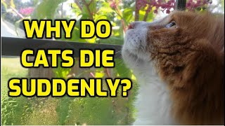 Why Do Cats Die Suddenly?