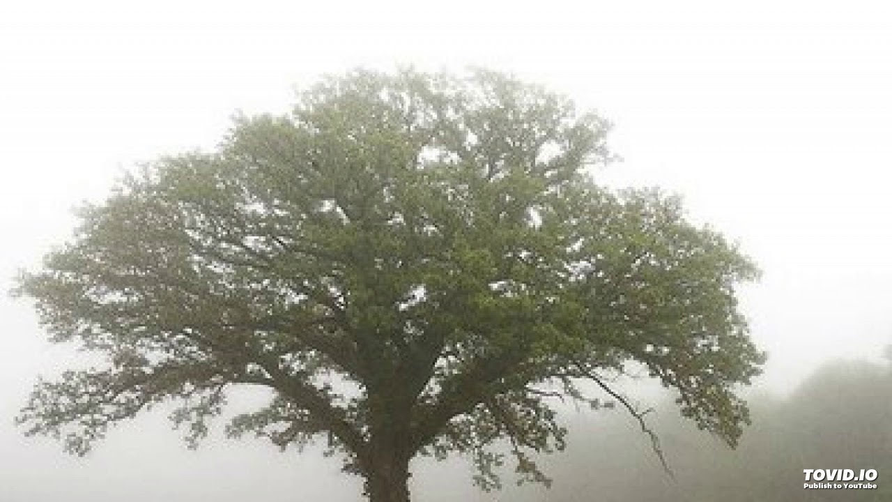 Speaking tree. Горчичное зерно и дерево. Семена горчичного дерева. Горчичное дерево в Палестине. Горчичное семя и горчичное дерево.